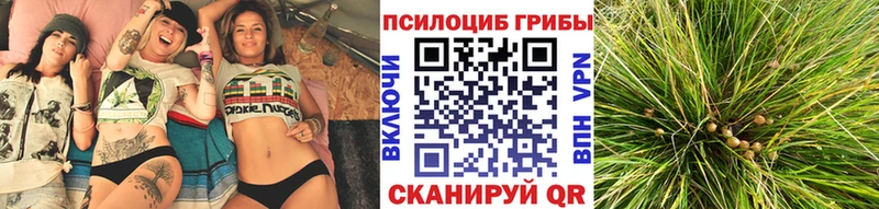 omg   Венёв  Псилоцибиновые грибы Psilocybine cubensis 